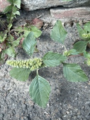 Amaranthus retroflexus