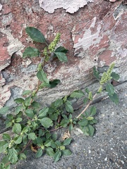 Amaranthus retroflexus