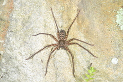 Heteropoda simplex
