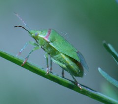 Thyanta pallidovirens