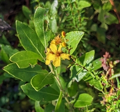 Hypericum tenuifolium