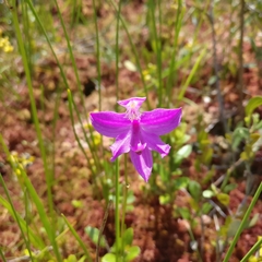 Calopogon tuberosus tuberosus