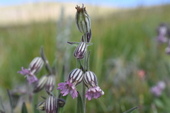 Silene scouleri