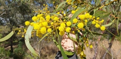 Acacia leiophylla