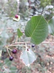 Cerasus