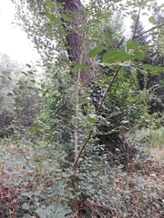 Cerasus