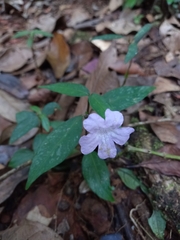 Ruellia rubra