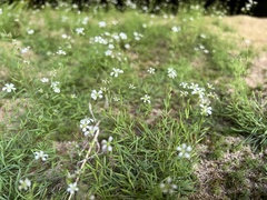 Mononeuria cumberlandensis