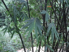 Dendrocalamus strictus