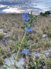 Trichodesma zeylanicum