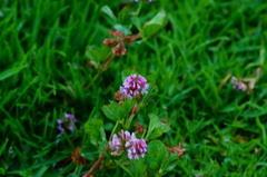 Trifolium amabile