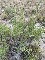 Trichodesma zeylanicum