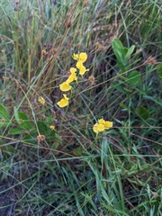 Utricularia juncea
