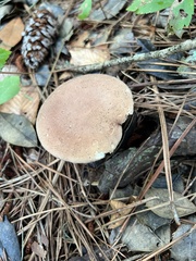 Phylloporopsis boletinoides