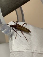 Centrodera decolorata