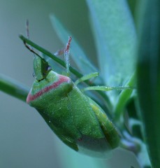 Thyanta pallidovirens