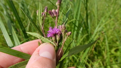 Vernonia fasciculata
