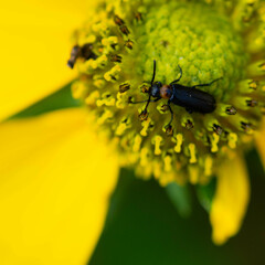 Nemognatha nemorensis