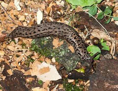 Limax maximus