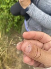 Ischnura perparva