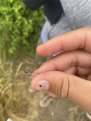 Ischnura perparva