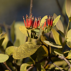Decaisnina angustata