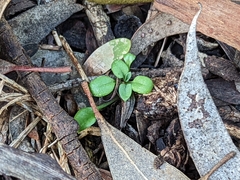 Pterostylis dolichochila
