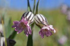 Silene scouleri
