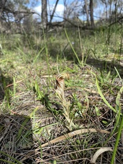 Pterostylis hamiltonii