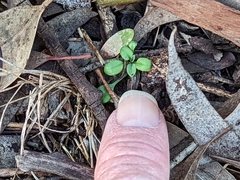 Pterostylis dolichochila