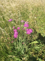 Knautia longifolia