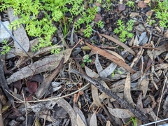 Pterostylis dolichochila