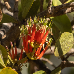 Decaisnina angustata