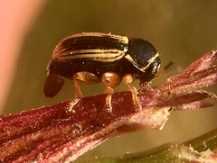 Cryptocephalus bilineatus