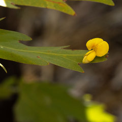 Bossiaea bossiaeoides