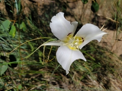 Calochortus macrocarpus maculosus