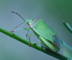 Thyanta pallidovirens