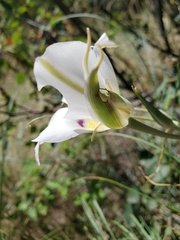 Calochortus macrocarpus maculosus