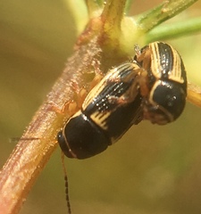 Cryptocephalus bilineatus