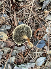 Phylloporopsis boletinoides