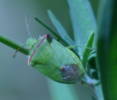 Thyanta pallidovirens