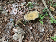 Microporellus dealbatus