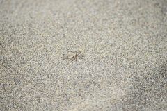 Arctosa perita