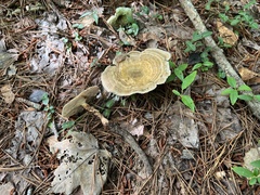 Microporellus dealbatus