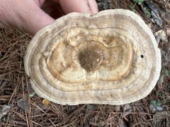 Microporellus dealbatus