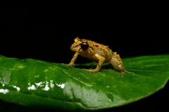Pristimantis mutabilis