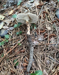 Microporellus dealbatus