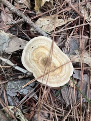 Microporellus dealbatus