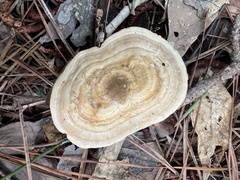 Microporellus dealbatus