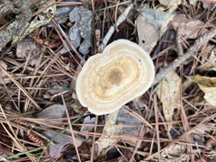 Microporellus dealbatus